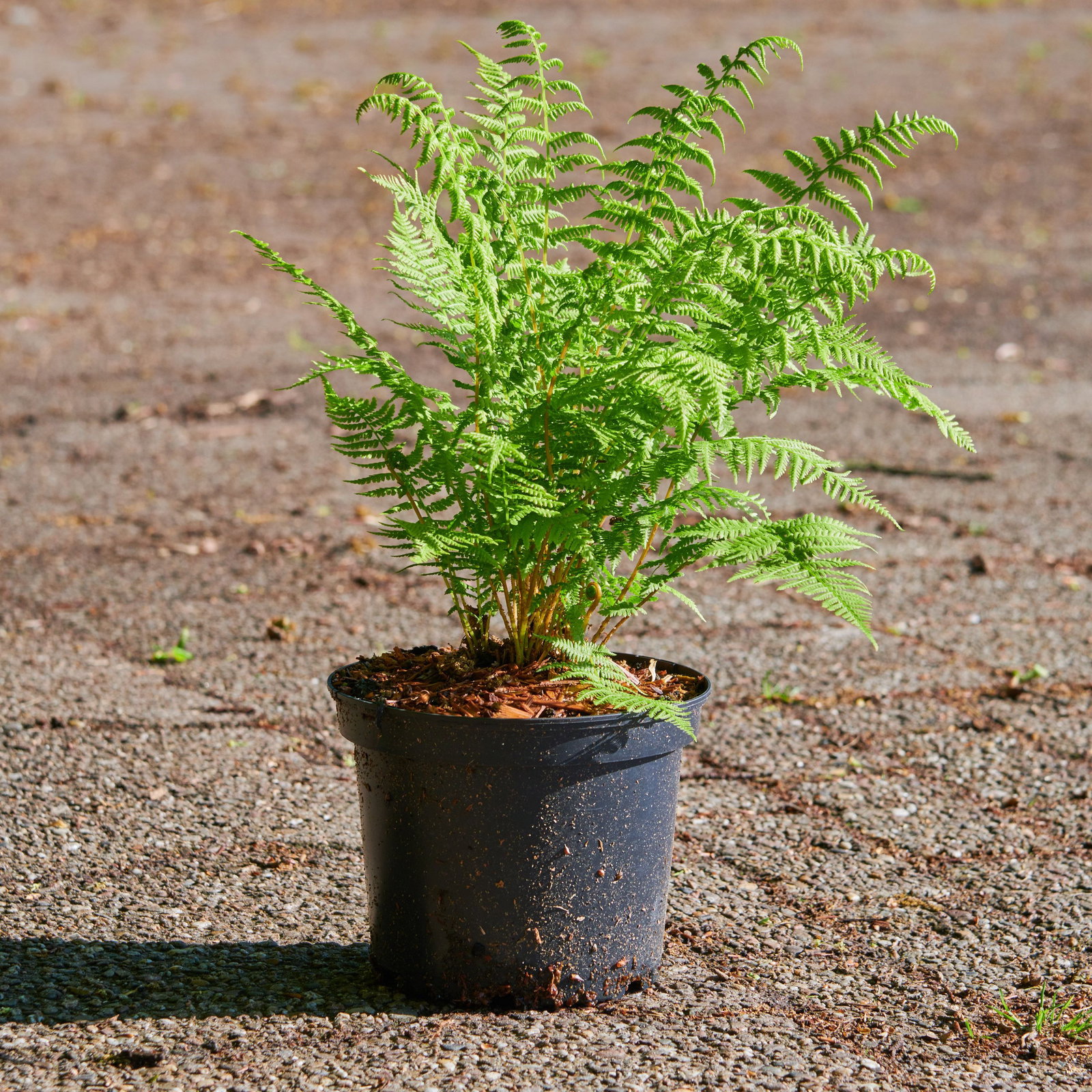 Rotstieliger Frauenfarn Rotstiel - Athyrium filix femina Rotstiel gnstig  kaufen