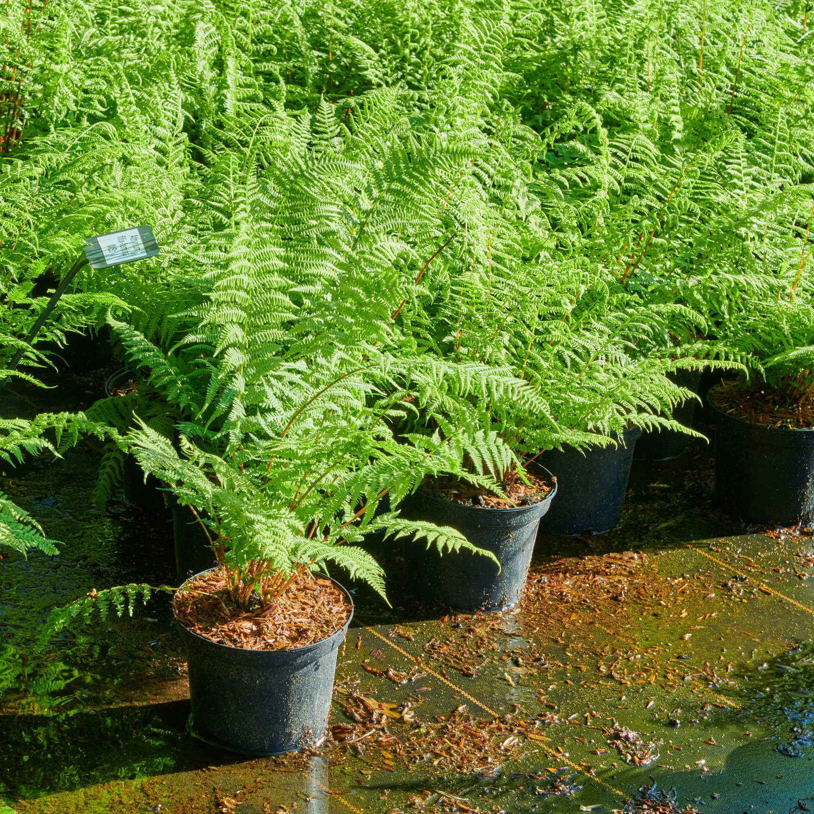 Rotstieliger Frauenfarn Rotstiel - Athyrium filix femina Rotstiel gnstig  kaufen