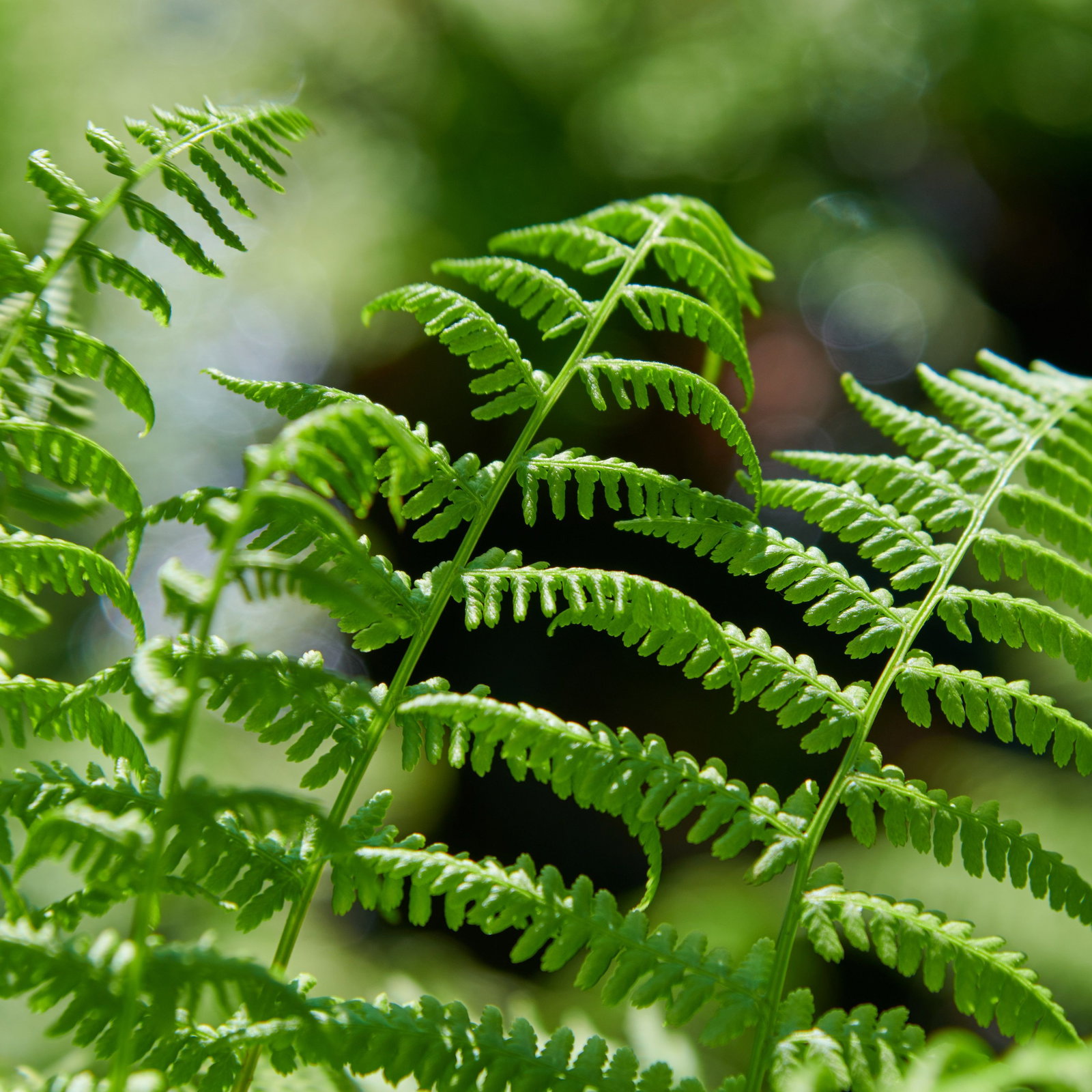 Rotstieliger Frauenfarn Rotstiel - Athyrium filix femina Rotstiel gnstig  kaufen