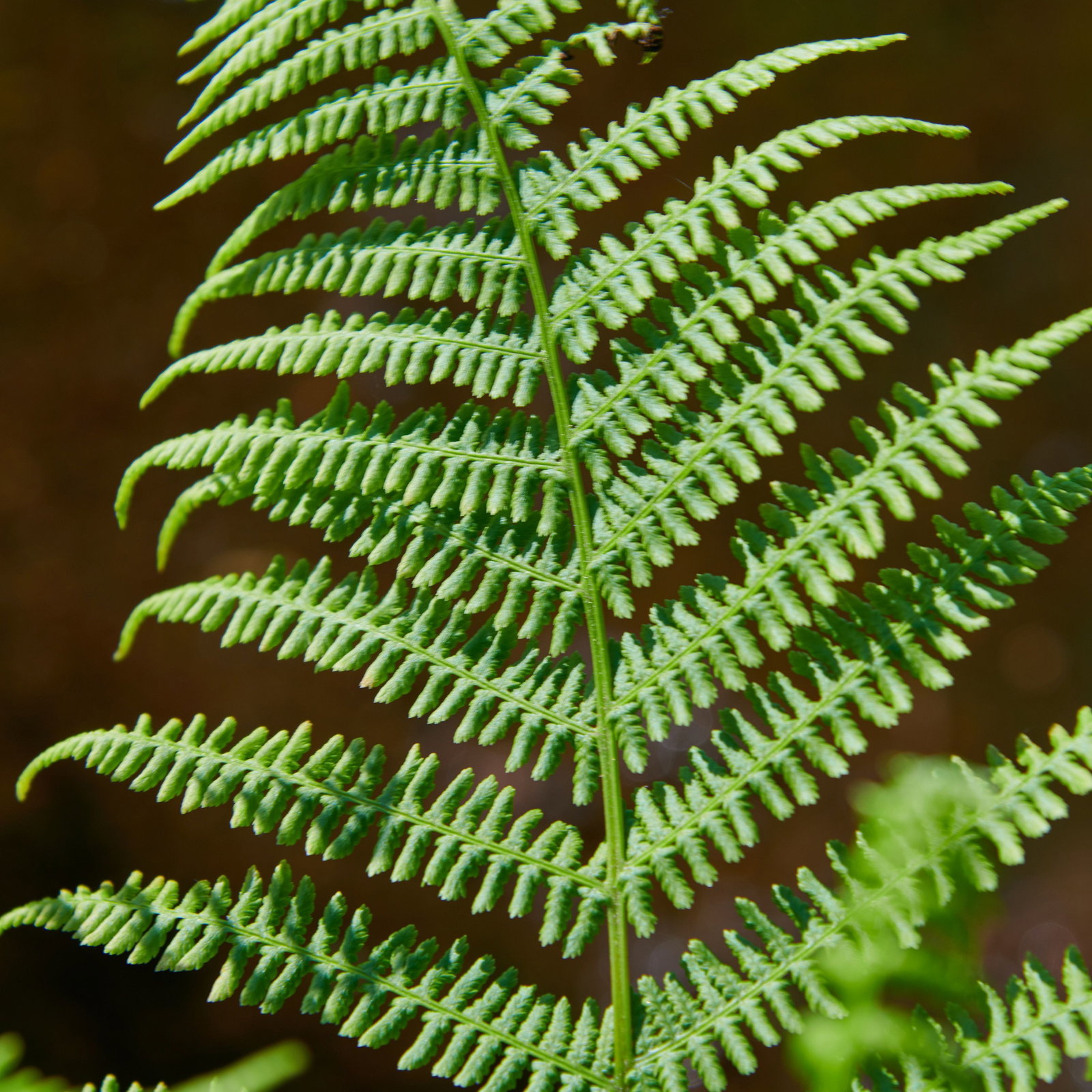 Rotstieliger Frauenfarn Rotstiel - Athyrium filix femina Rotstiel gnstig  kaufen