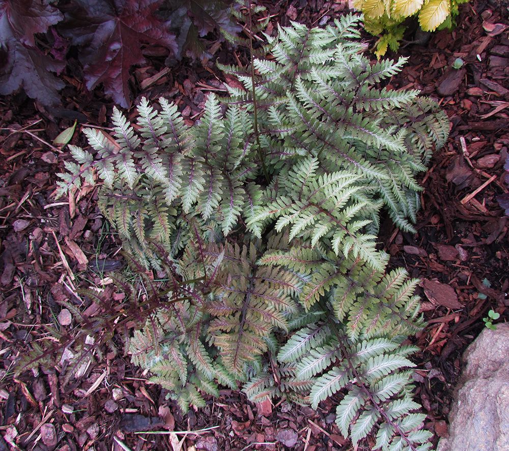 Regenbogenfarn Metallicum - Athyrium niponicum Metallicum gnstig kaufen