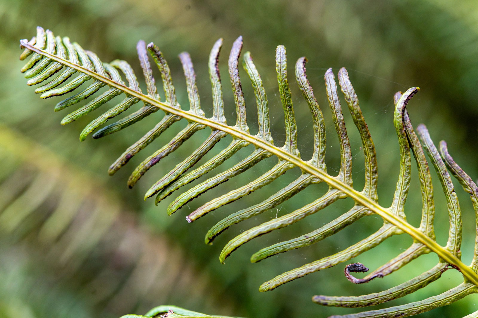 Rippenfarn spicant - Blechnum spicant gnstig kaufen