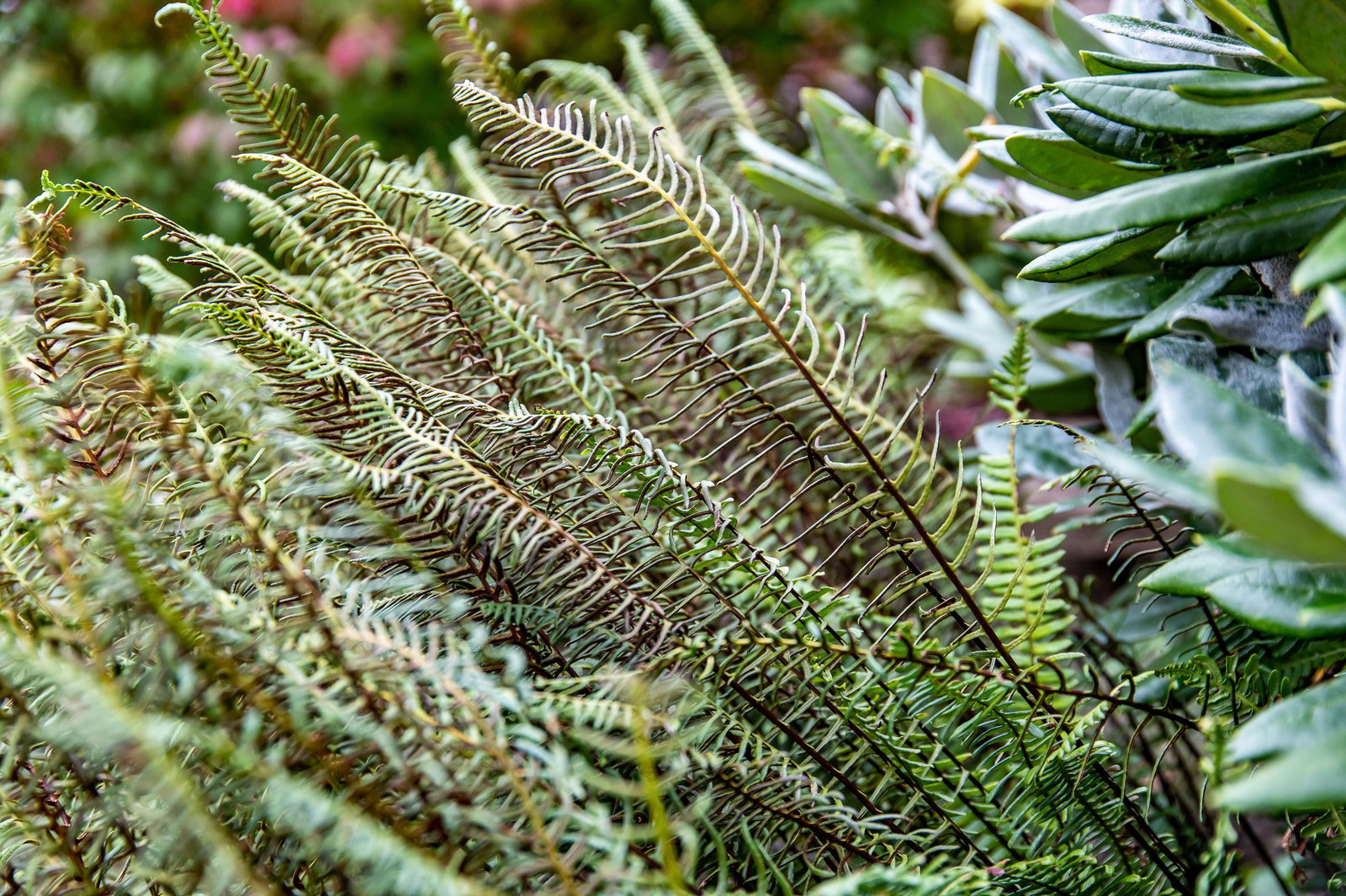 Rippenfarn spicant - Blechnum spicant gnstig kaufen