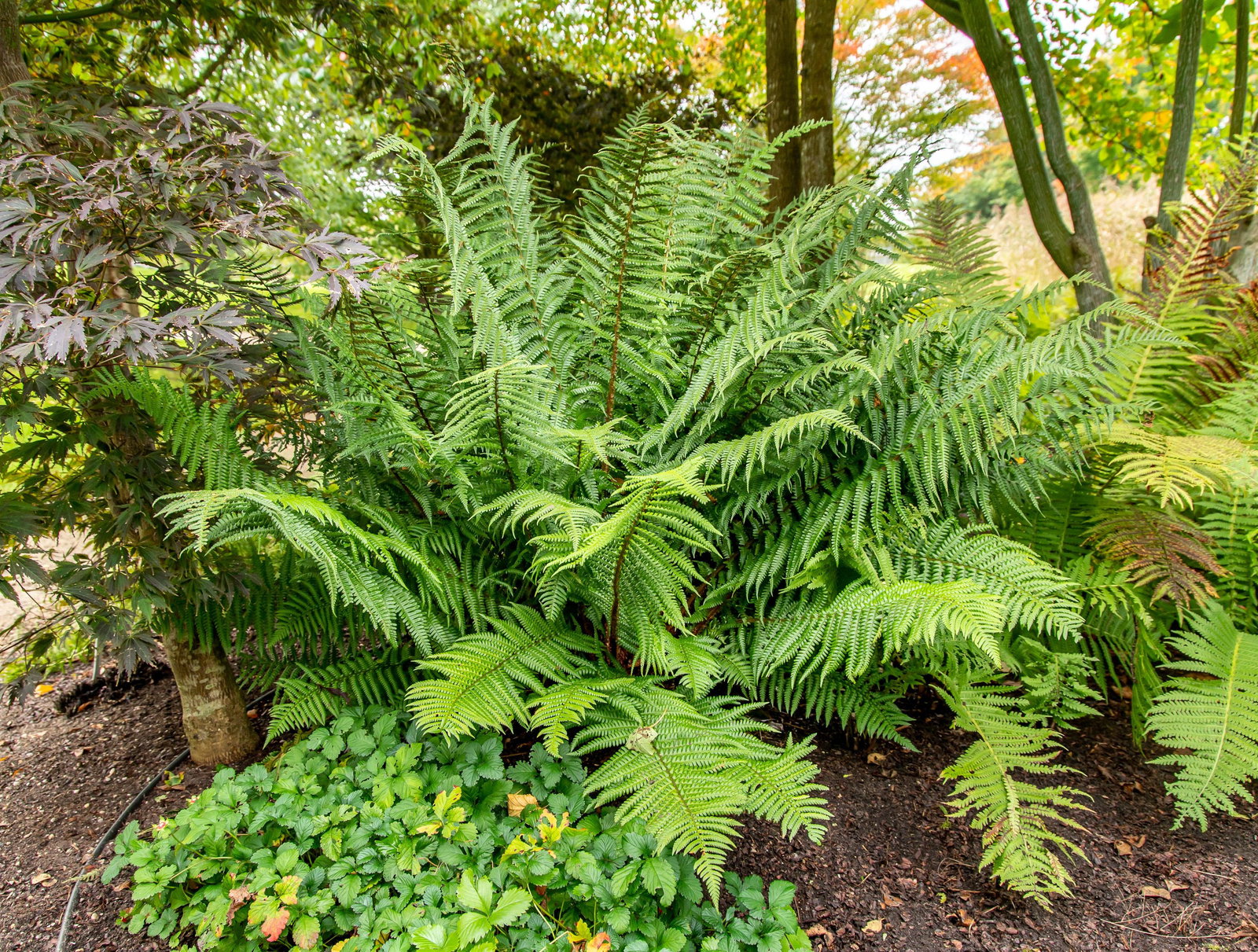 Garten Farn gnstig online kaufen + Pflegetipps