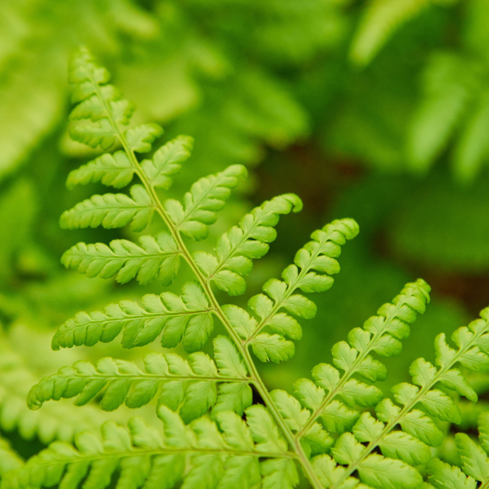 Breitwedel-Dornfarn - Dryopteris dilatata gnstig kaufen