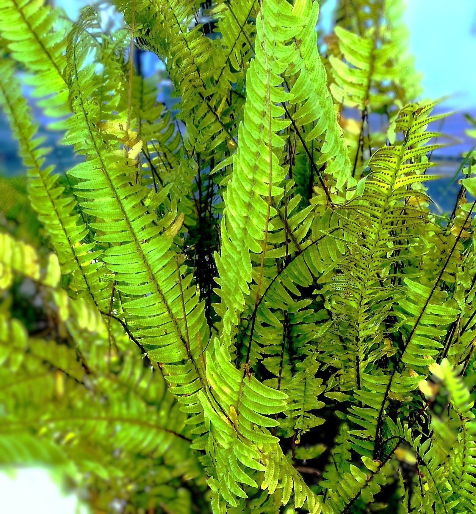 palme kentia Kentia Palme (Howea forsteriana) die Palme mit Oho! – Bloombox Club DE