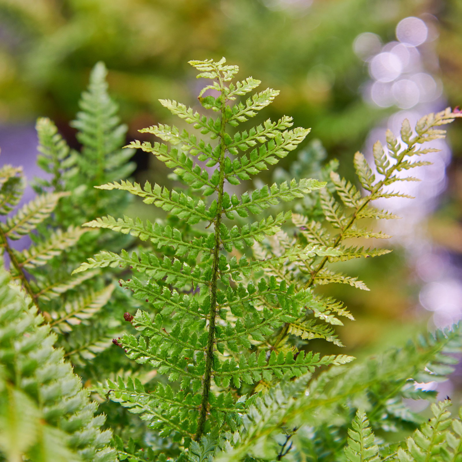 Schmaler Filigranfarn Proliferum - Polystichum setiferum Proliferum gnstig  kaufen