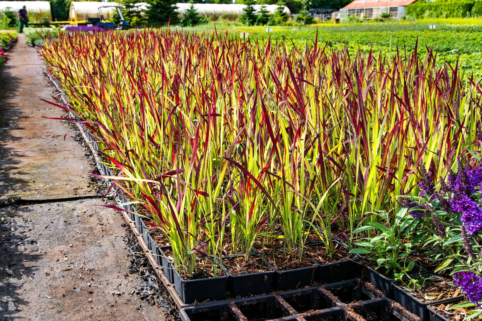 Blutgras Red Baron - Imperata cylindrica Red Baron gnstig kaufen