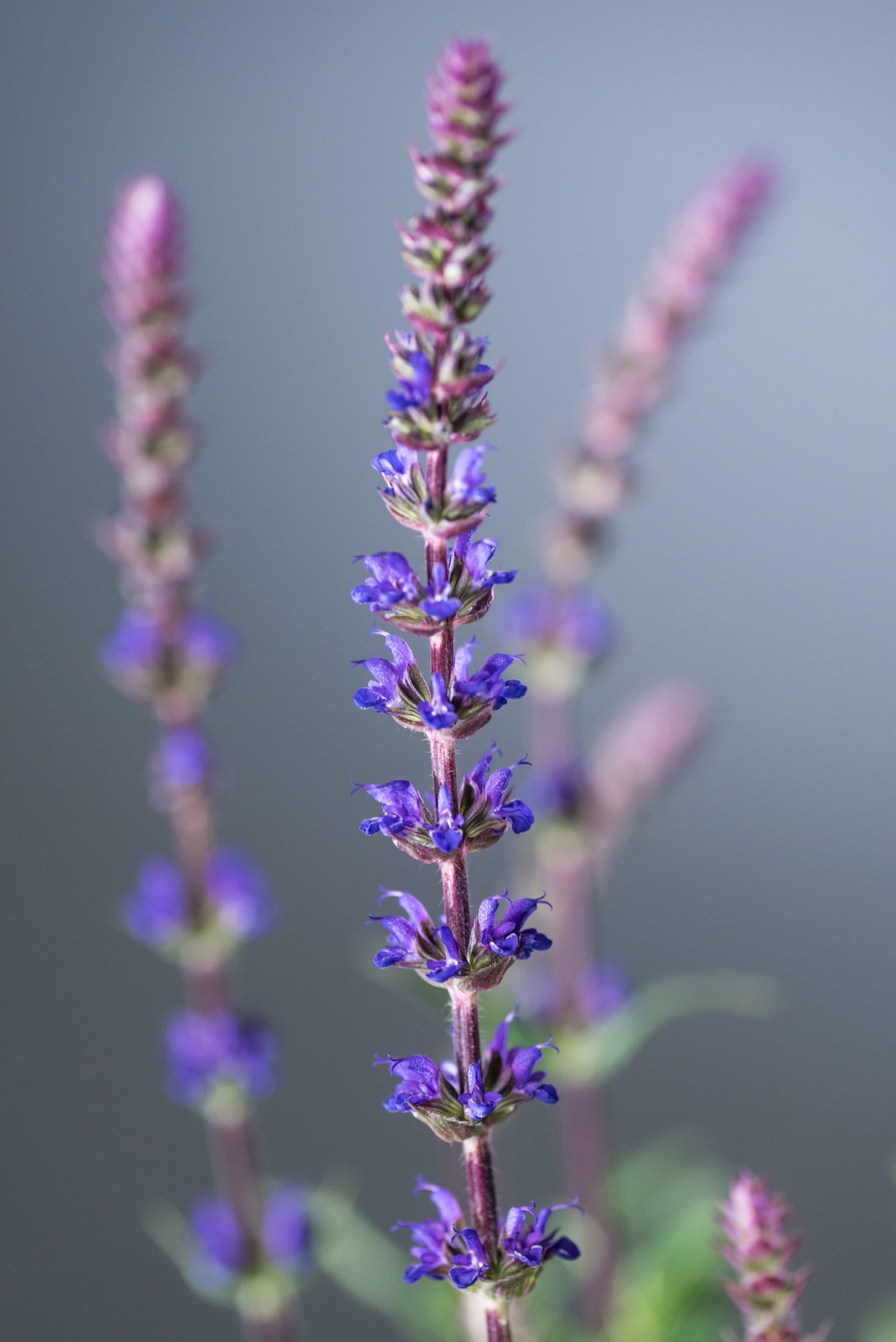 Blüten Salbei Caradonna Salvia nemorosa Caradonna günstig kaufen