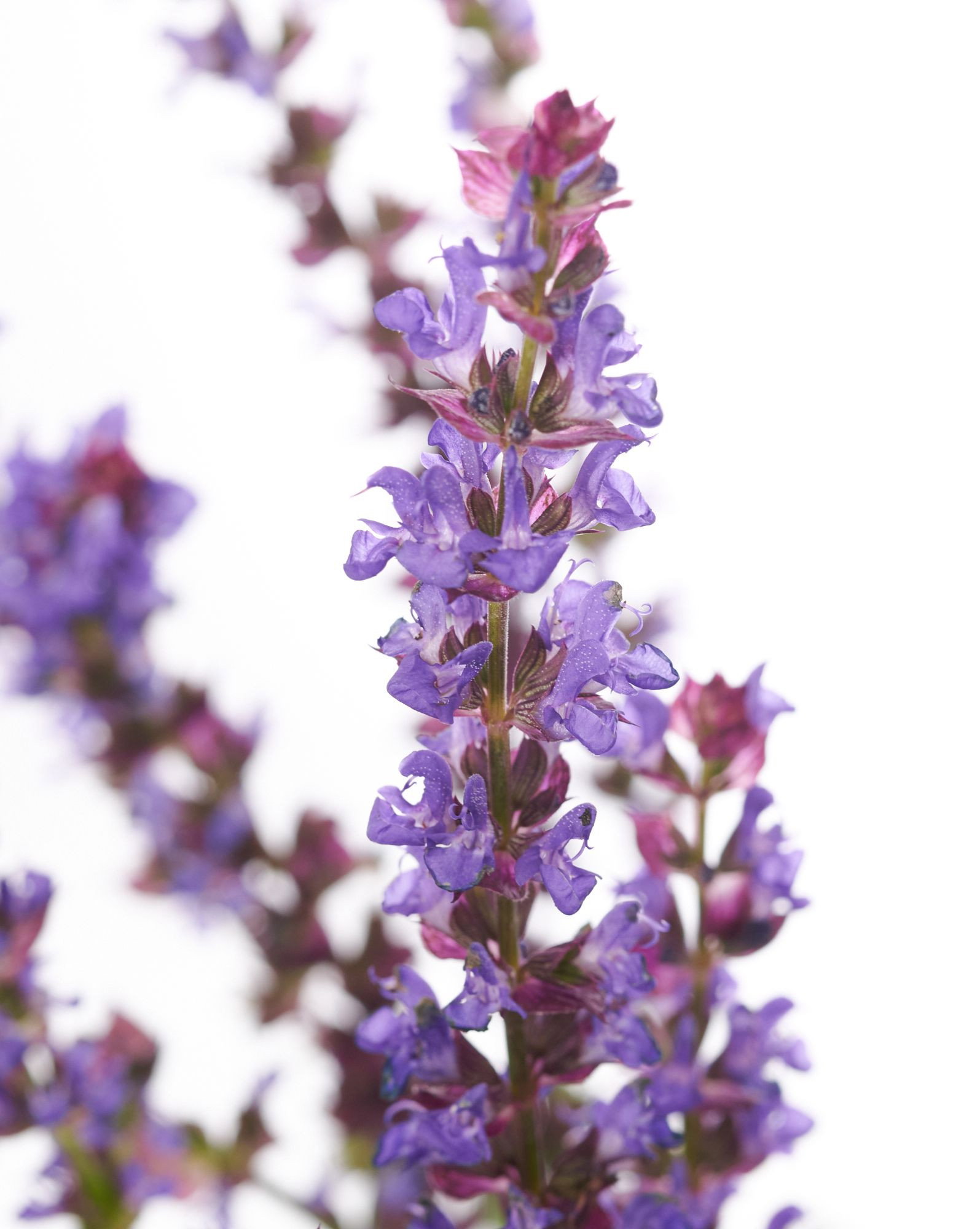 Blüten Salbei Caradonna Salvia nemorosa Caradonna günstig kaufen