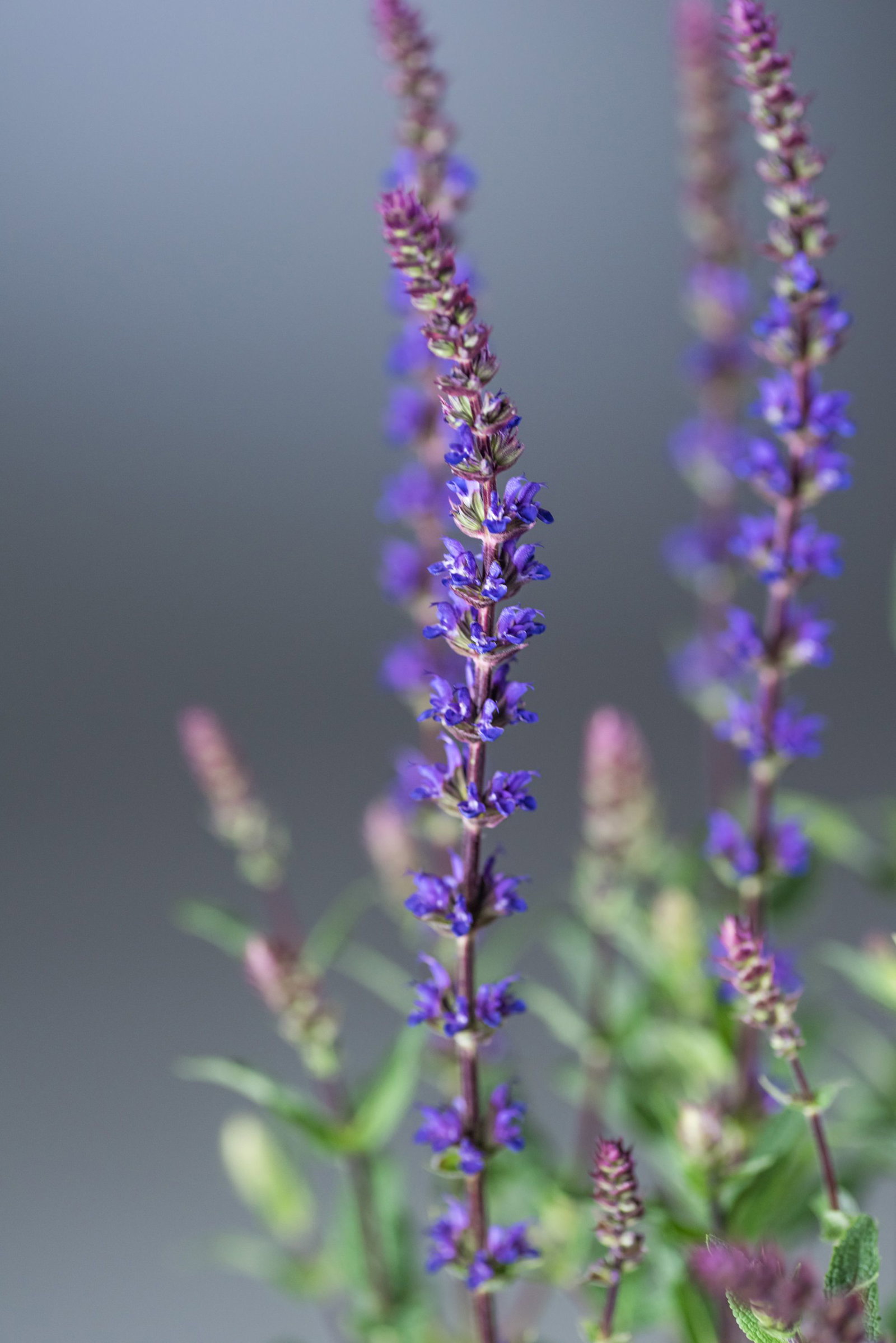 Blüten Salbei Caradonna Salvia nemorosa Caradonna günstig kaufen