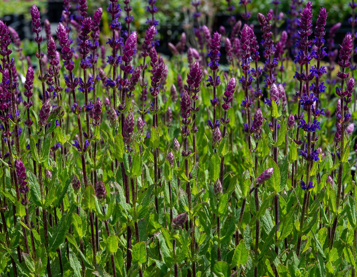 Blüten Salbei Caradonna Salvia nemorosa Caradonna günstig kaufen