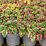 Buntblttriger Eidechsenschwanz Chameleon - Houttuynia cordata Chameleon  gnstig kaufen