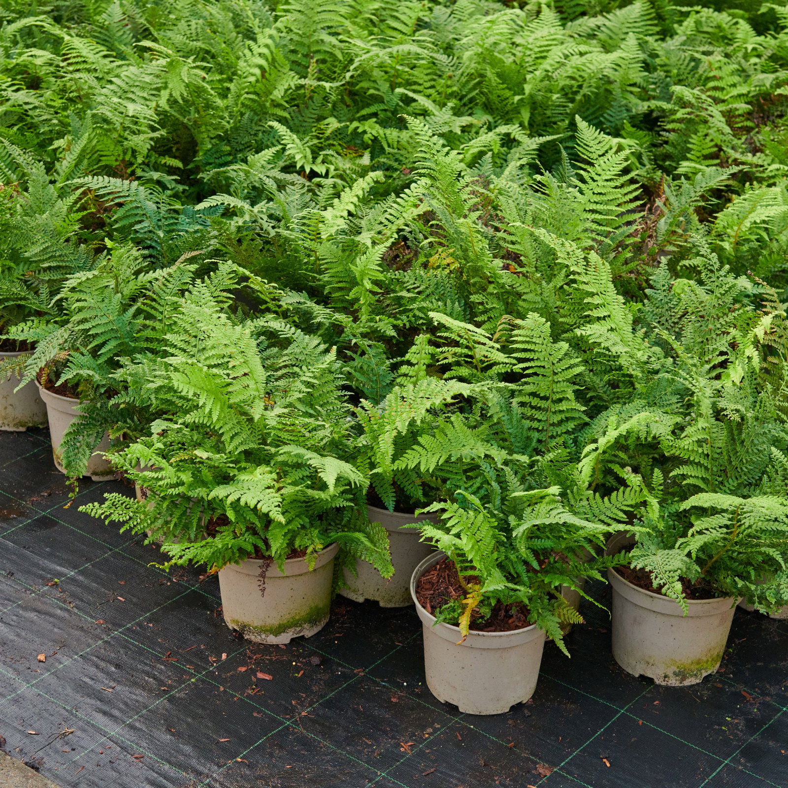 Filigranfarn Herrenhausen - Polystichum setiferum Herrenhausen gnstig  kaufen