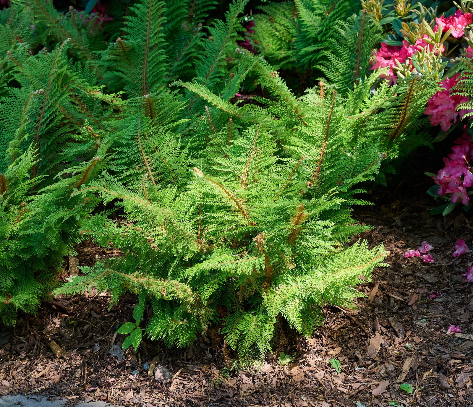 Schmaler Filigranfarn Proliferum - Polystichum setiferum Proliferum gnstig  kaufen