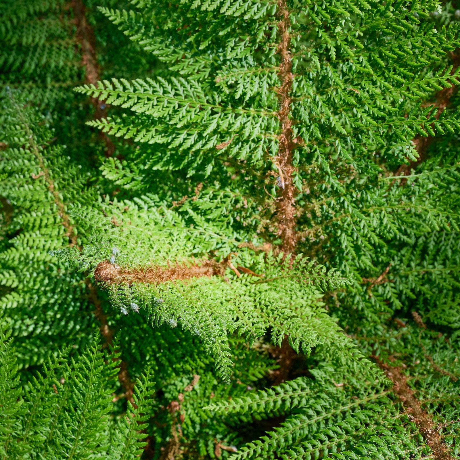 Filigranfarn Herrenhausen - Polystichum setiferum Herrenhausen gnstig  kaufen
