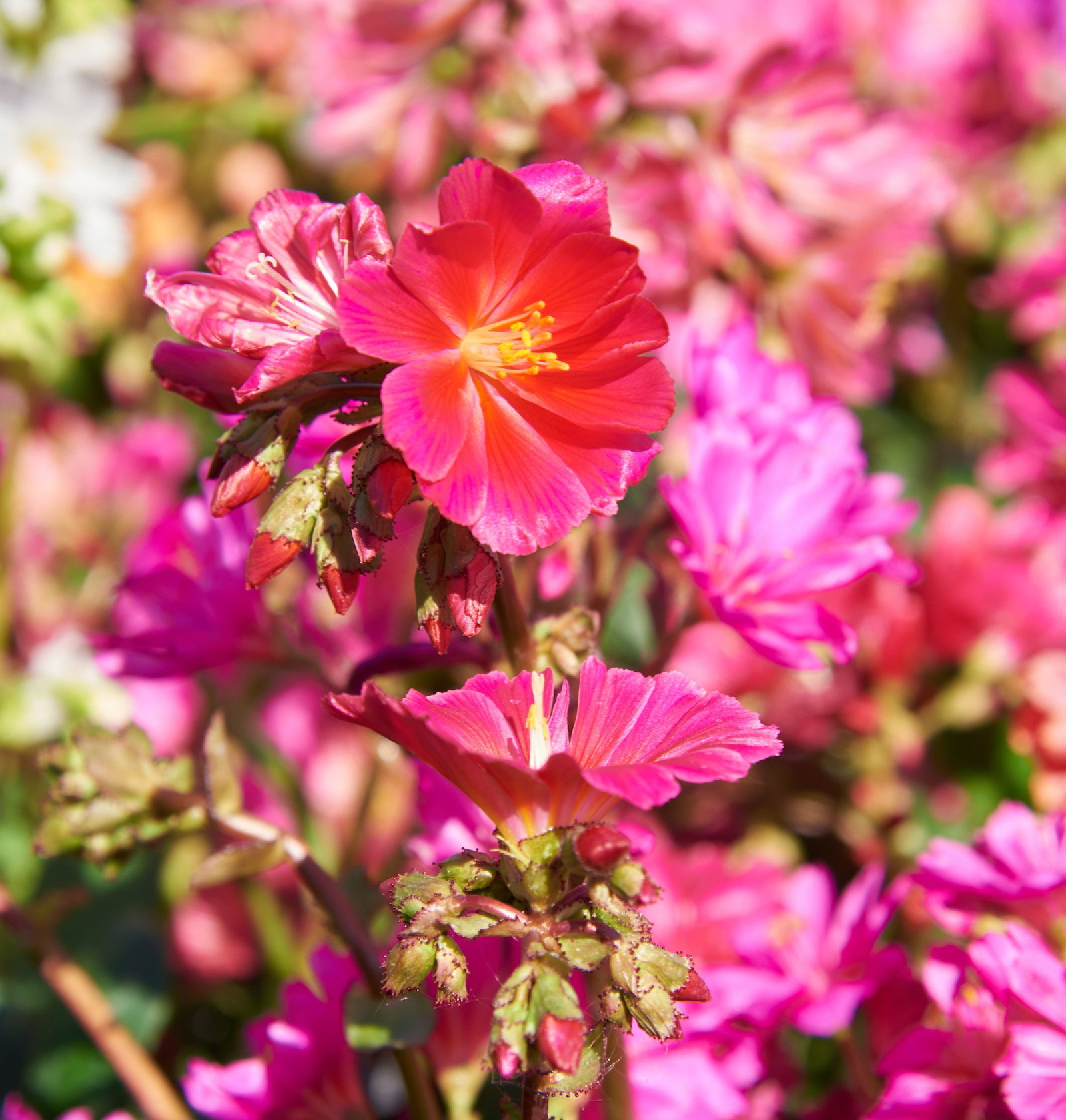 Bitterwurz Regenbogen - Lewisia cotyledon Regenbogen gnstig kaufen