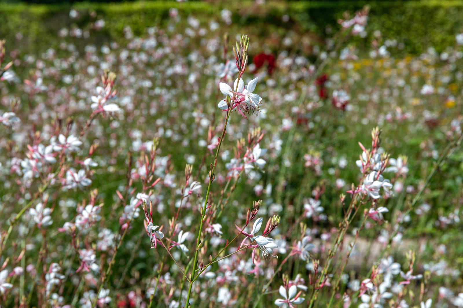 Prachtkerze - Gaura lindheimeri gnstig kaufen
