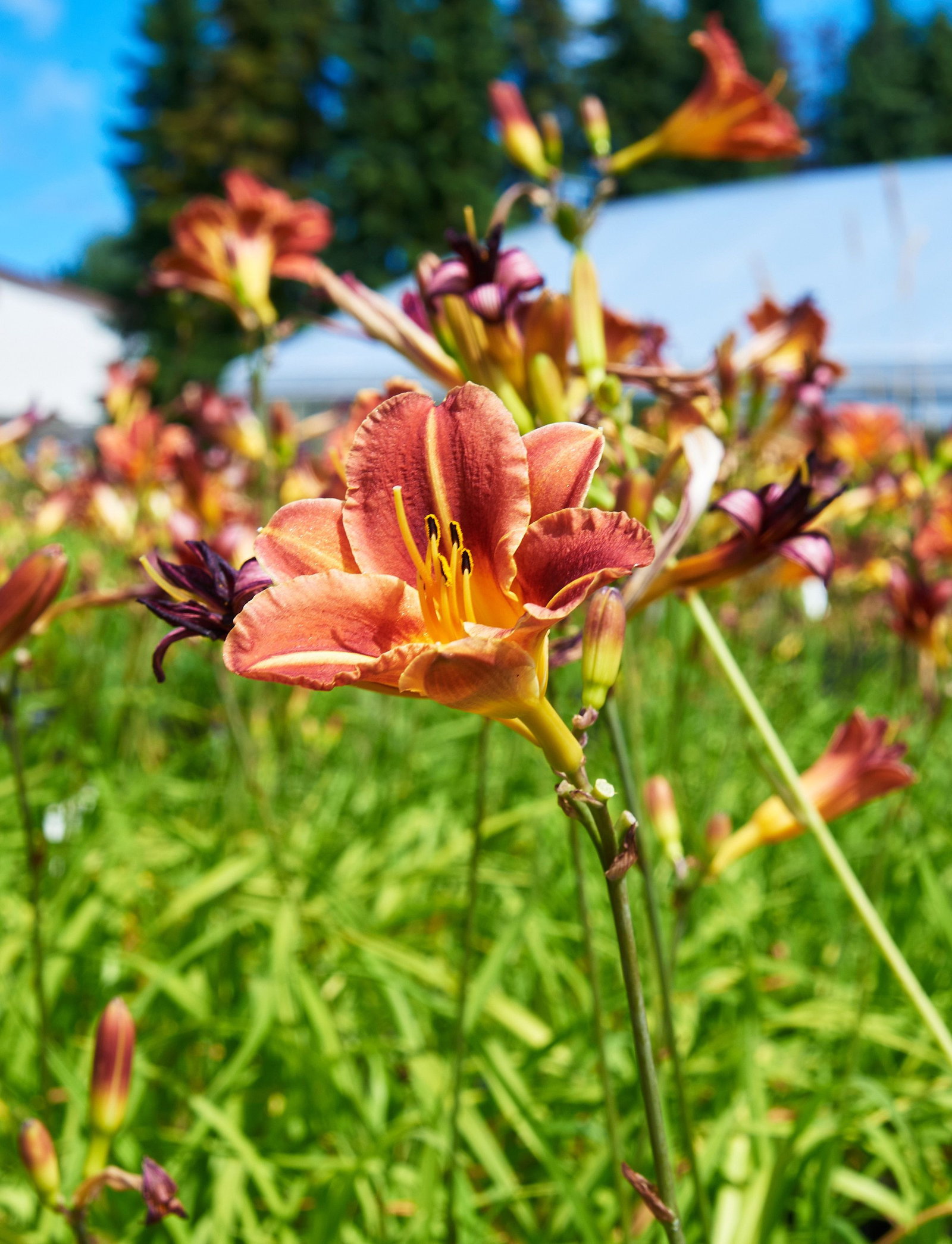 Taglilie Pfennigparade - Hemerocallis cultorum Pfennigparade gnstig kaufen