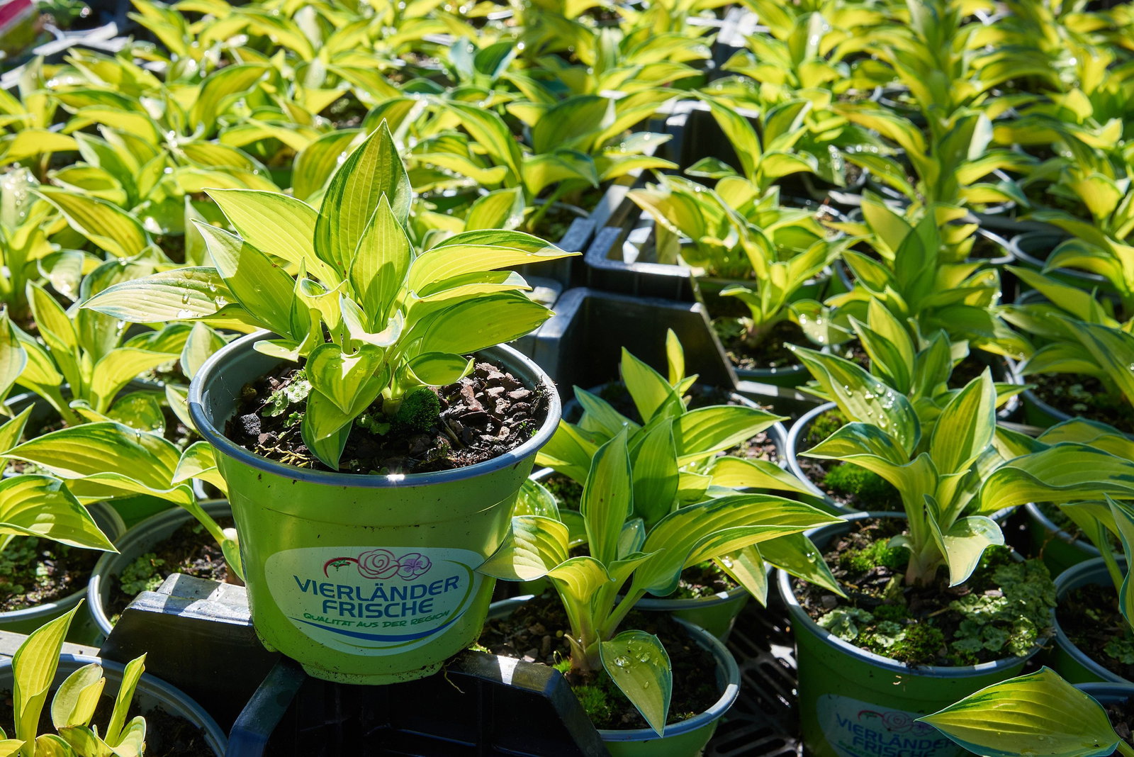 Funkie June - Hosta tardiana June gnstig kaufen