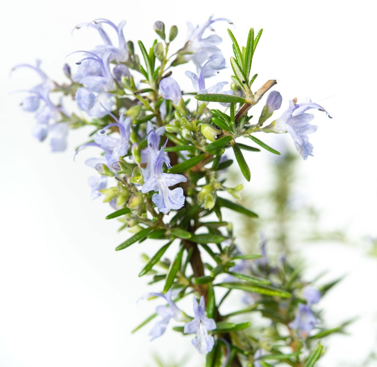 Rosmarin Capri Salvia rosmarinus Capri günstig kaufen