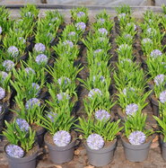 Schmucklilie Blau - Agapanthus africanus blau gnstig kaufen
