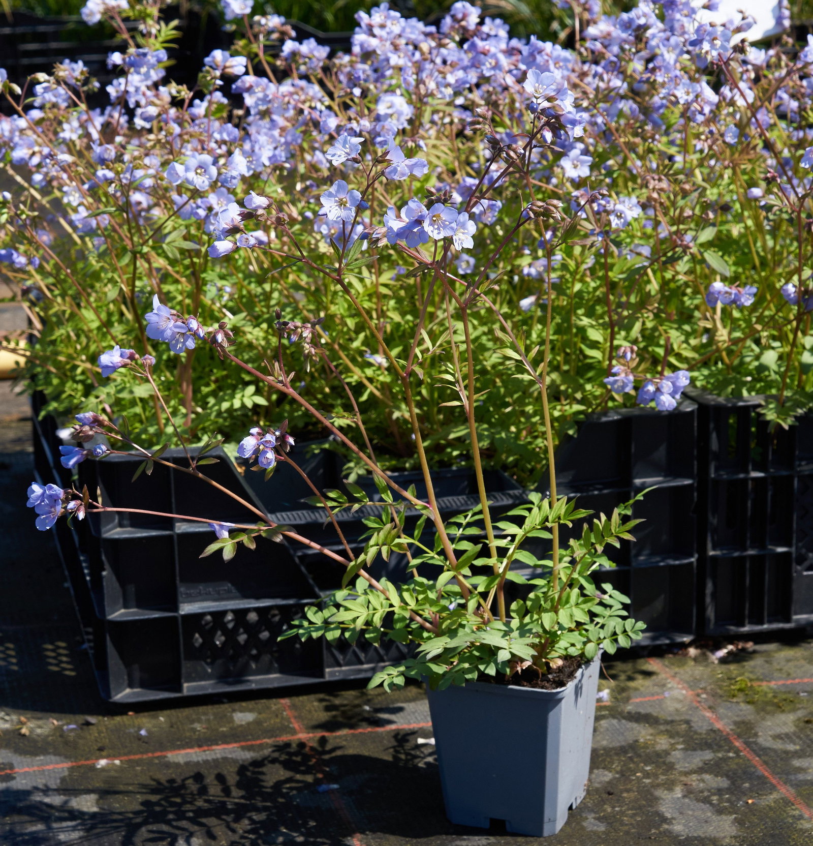 Kriechende Jakobsleiter - Polemonium reptans gnstig kaufen