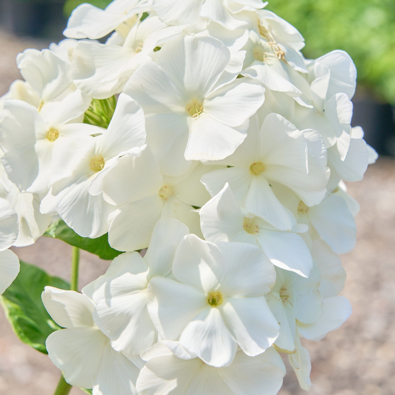 Gedrungene Flammenblume Flame White - Phlox paniculata Flame White gnstig  kaufen