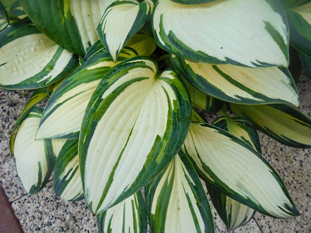 Graublaue Funkie Remember Me Hosta tardiana Remember Me günstig kaufen