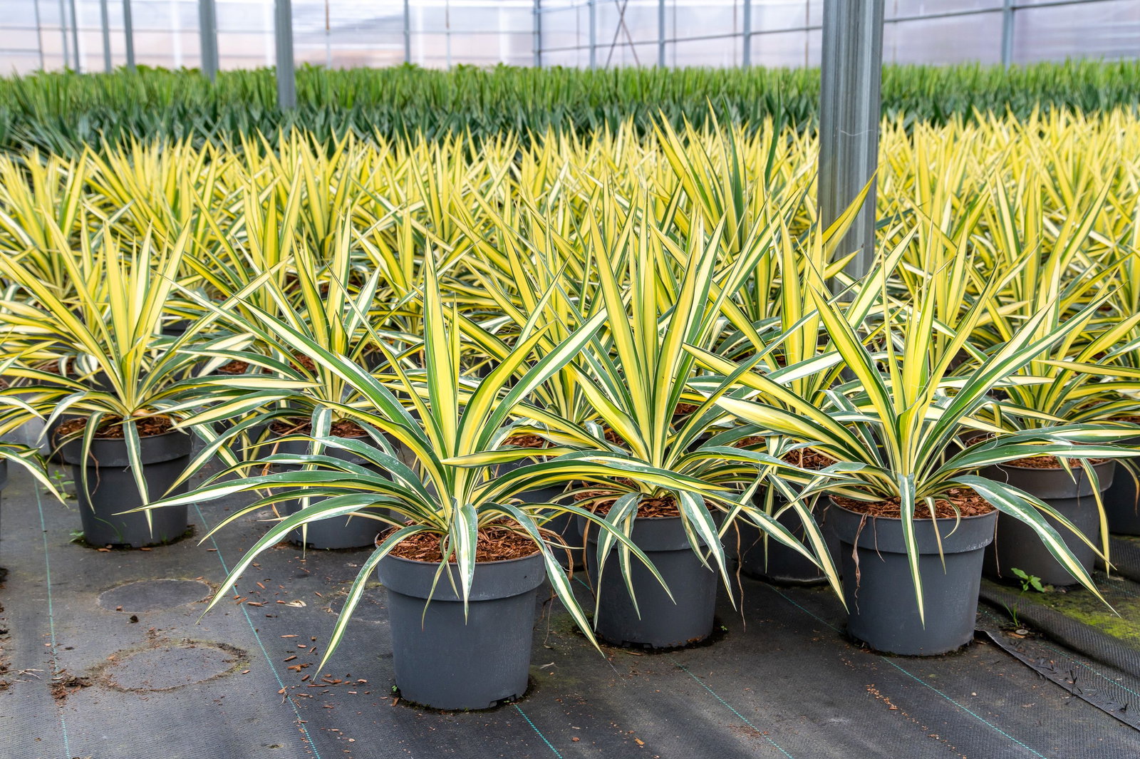 sansevieria fernwood ikea Sansevieria 'Fernwood Mikado' 6