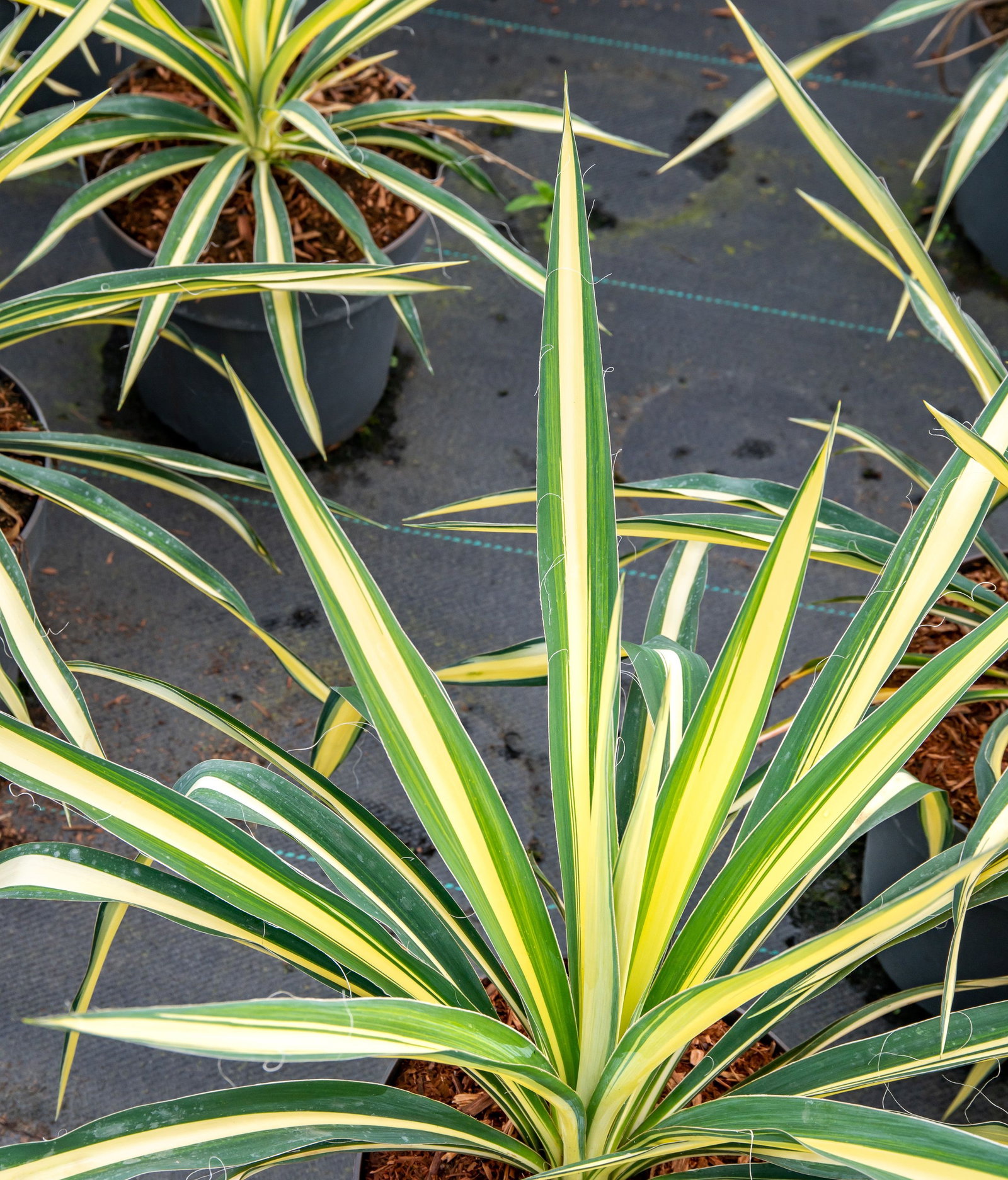 sansevieria sayuri Sansevieria Sayuri  Lost in the Forrest