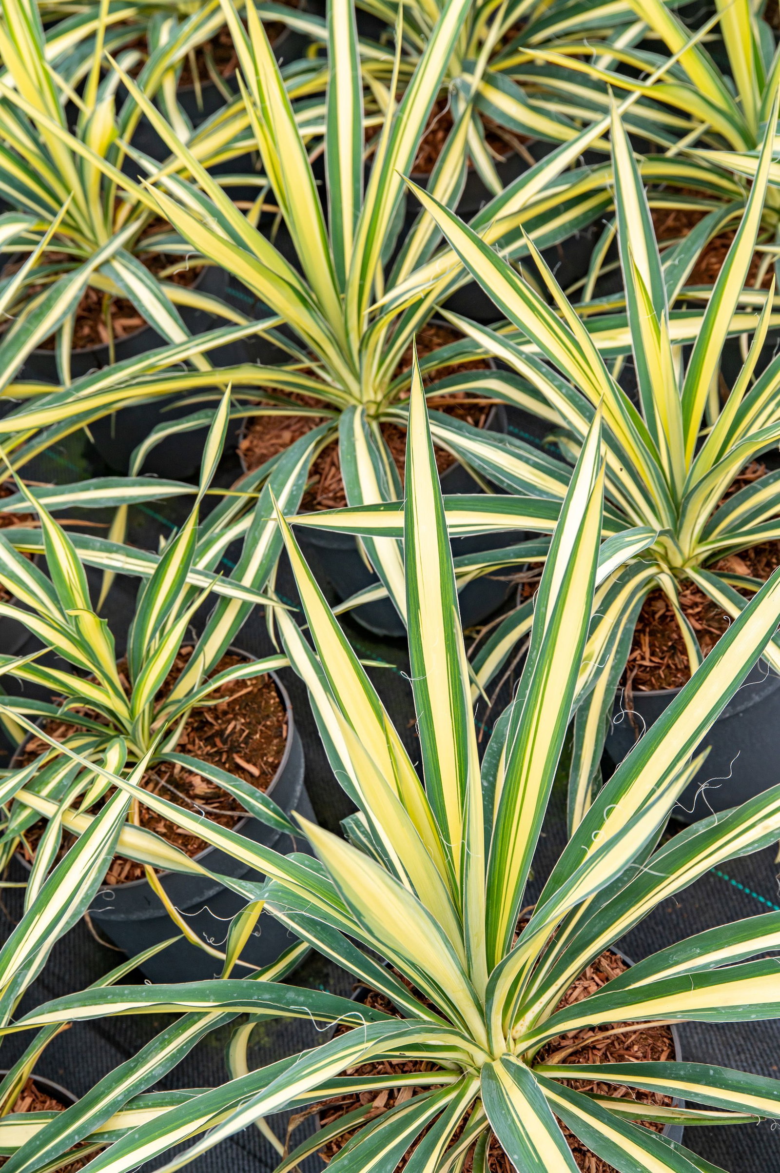 Garten-Palmlilie Color Guard - Yucca filamentosa Color Guard gnstig kaufen