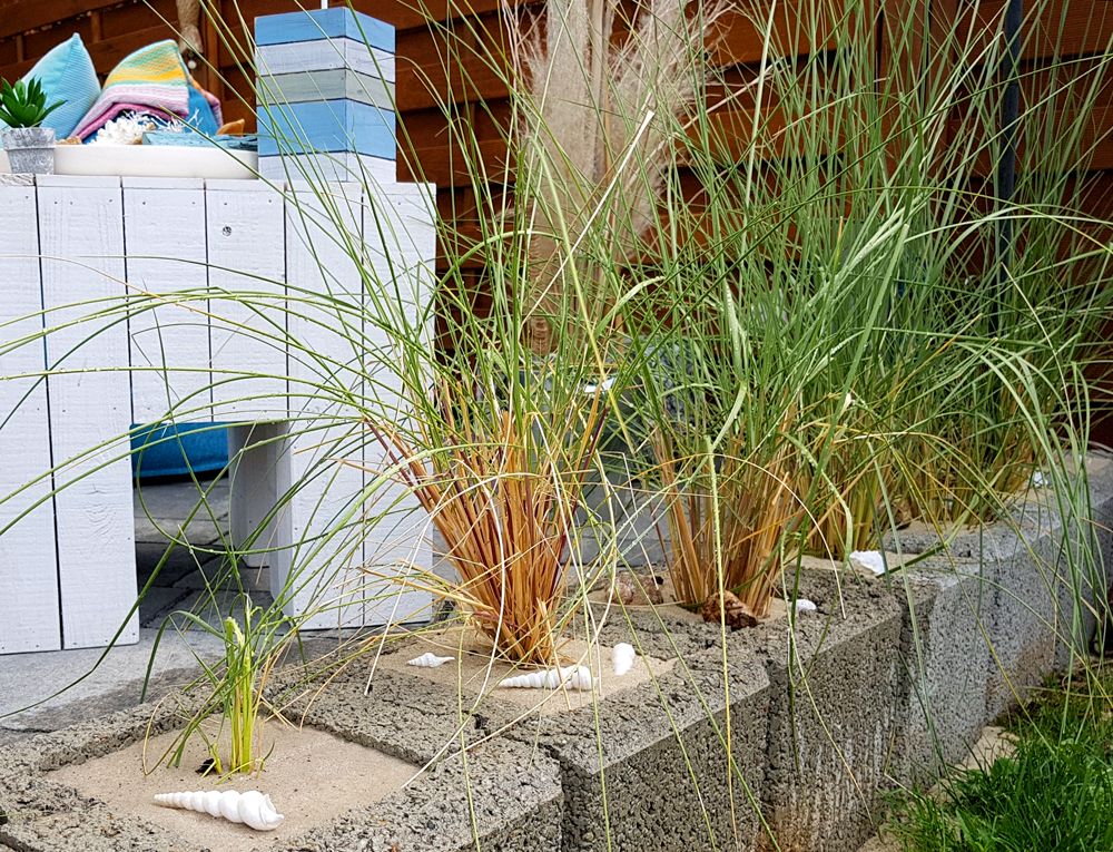 Strandhafer - Ammophila arenaria gnstig kaufen