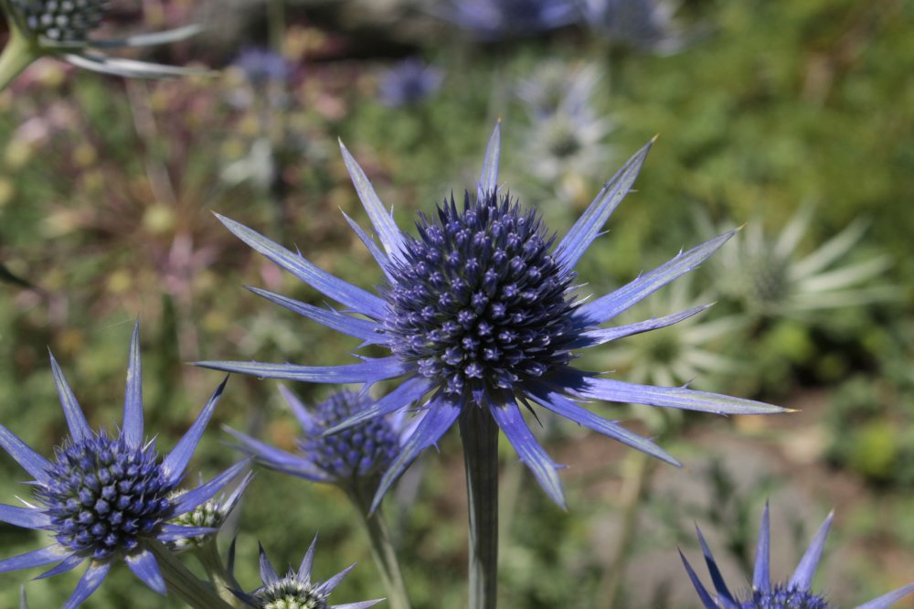 Kleiner Mannstreu Blaukappe Eryngium planum Blaukappe günstig kaufen