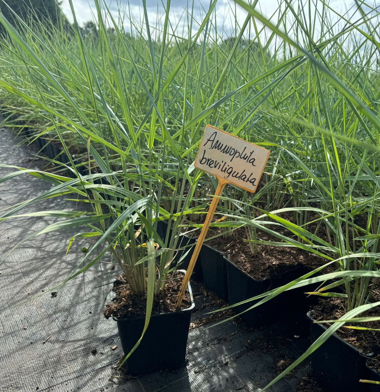 Blauer Strandhafer - Ammophila breviligulata gnstig kaufen