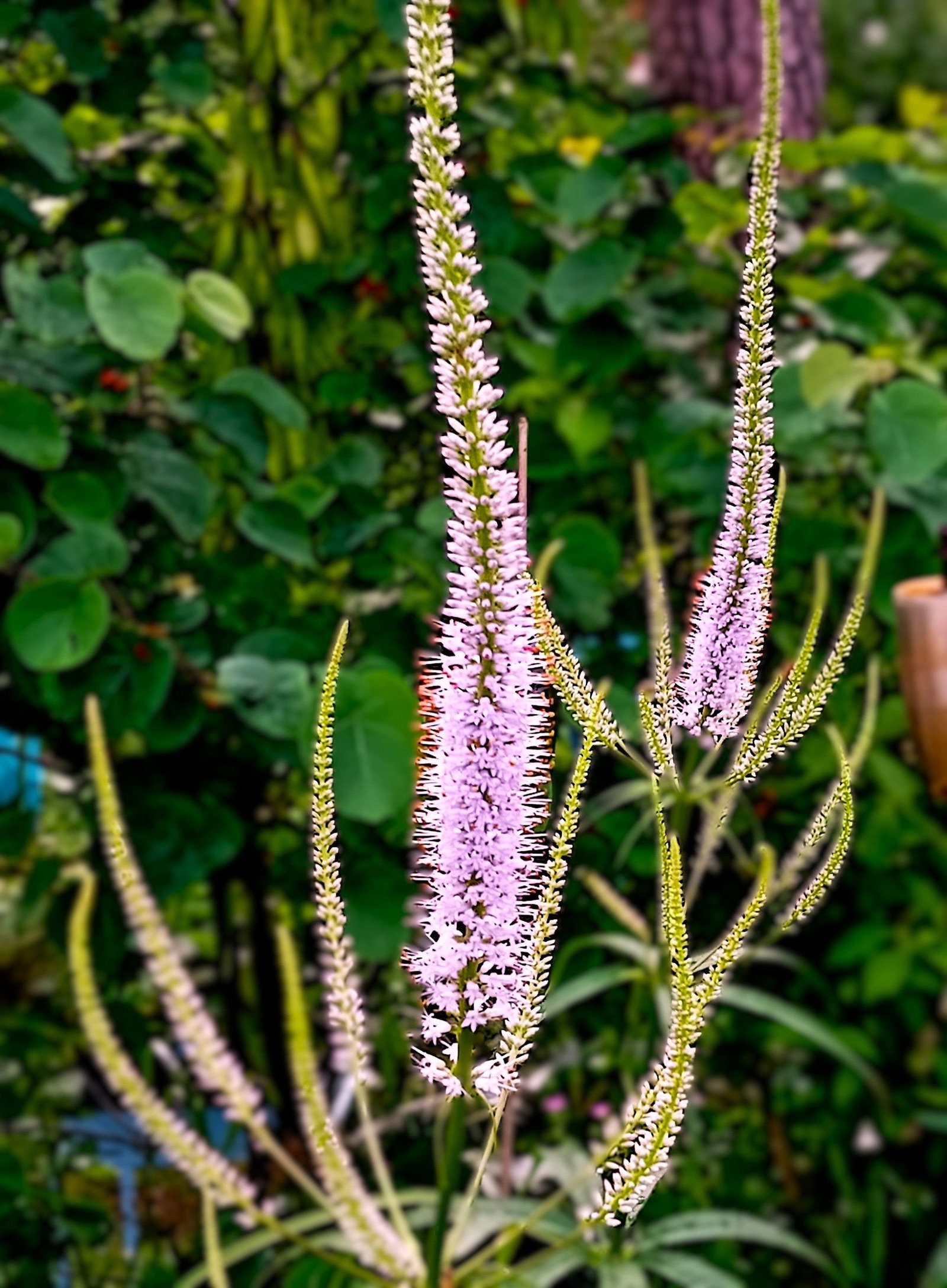 kandelaberehrenpreis-roseum-veronicastrum-virginicum-roseum-g-nstig