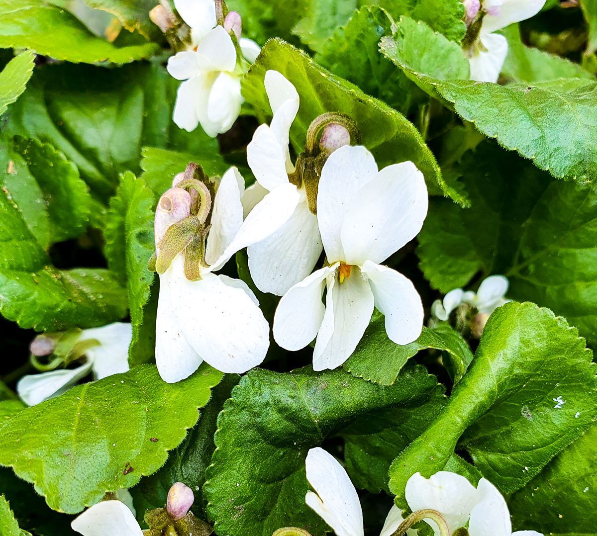 Duft Veilchen Alba Viola odorata Alba günstig kaufen
