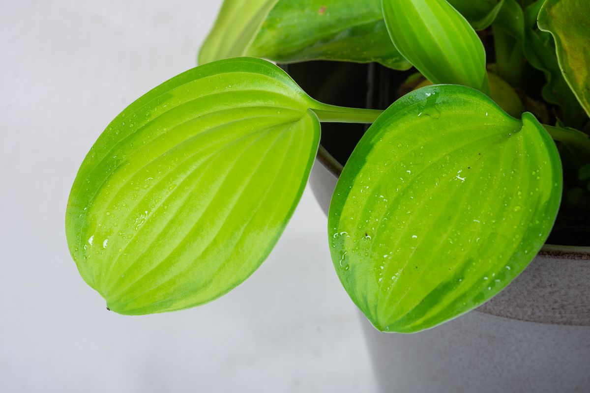 Duftende Lilien Funkie Guacamole Hosta plantaginea Guacamole günstig