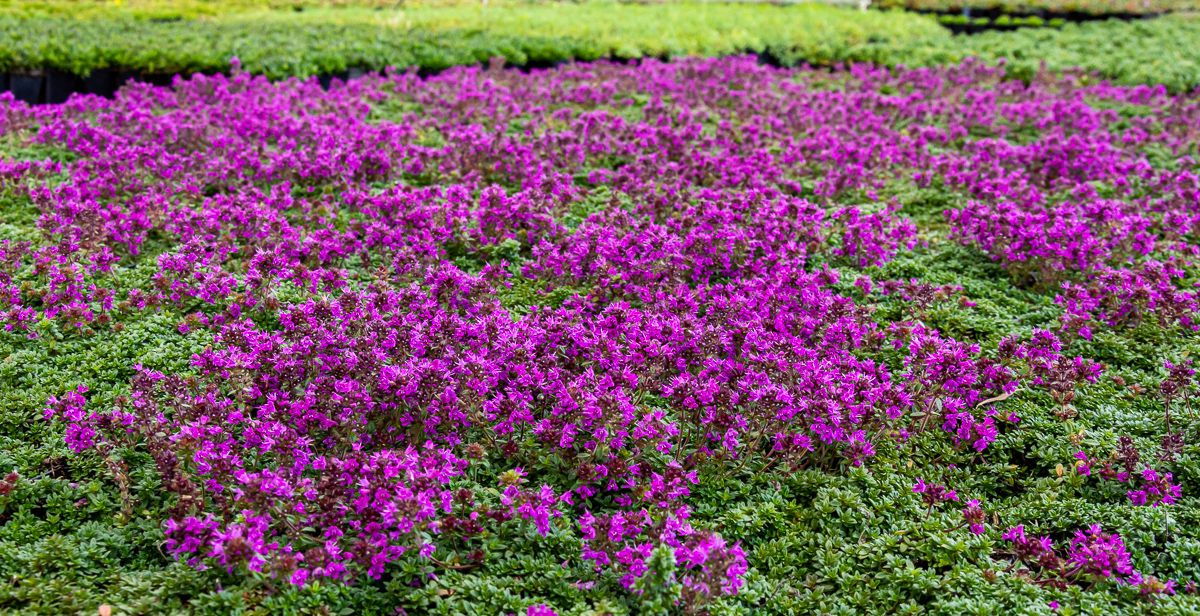 Thymian Albus Thymus serpyllum albus günstig kaufen