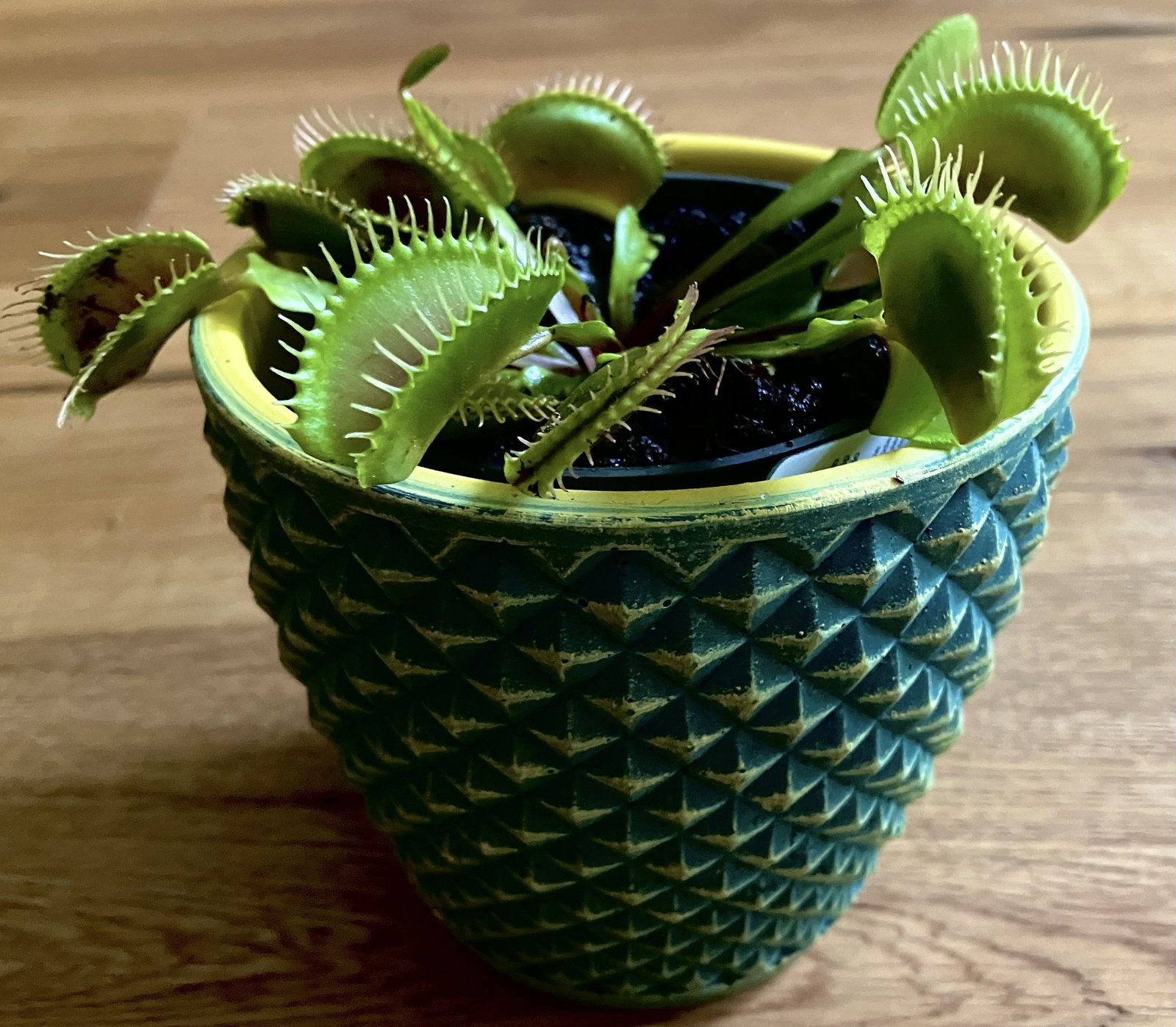 Venusfliegenfalle - Dionaea muscipula gnstig kaufen