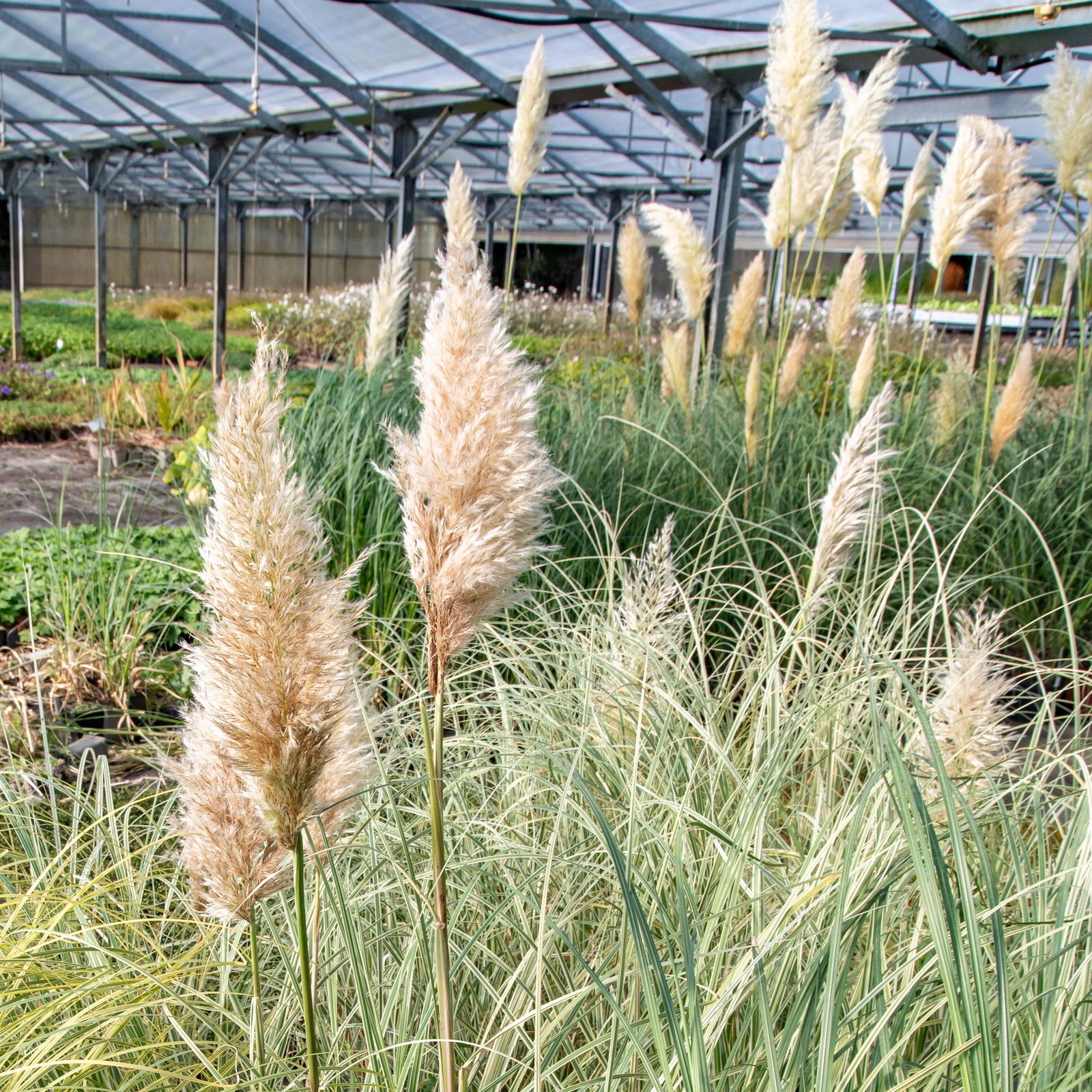 Pampasgras 'Silver Stripes' - Cortaderia selloana 'Silver Stripes' gnstig  kaufen