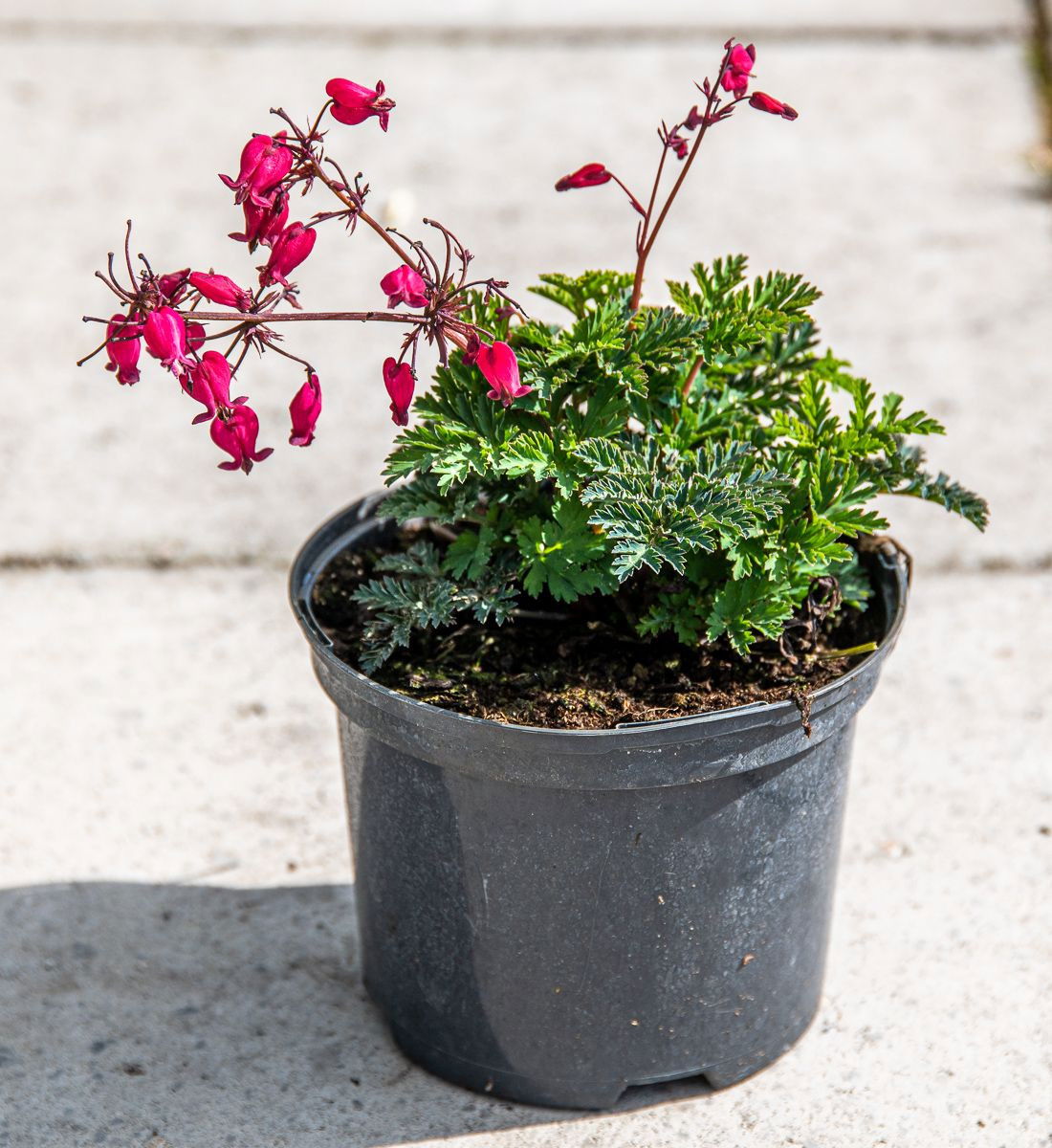 Herzblume Amore Rose Dicentra formosa Amore Rose günstig kaufen