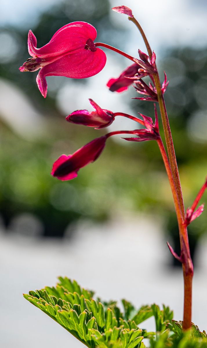 Herzblume Amore Rose Dicentra formosa Amore Rose günstig kaufen