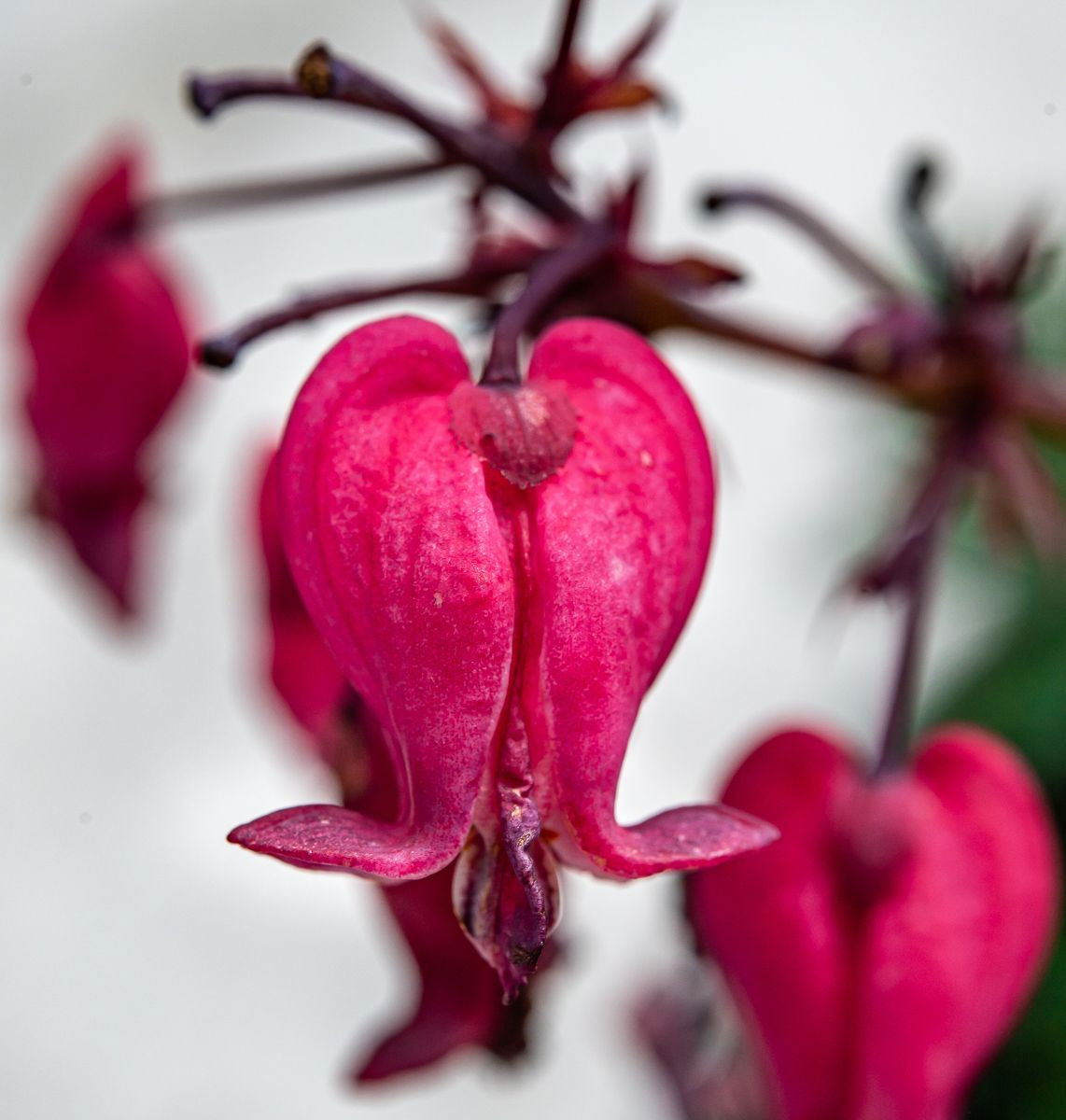 Herzblume Amore Rose Dicentra formosa Amore Rose günstig kaufen