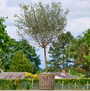 Olivenbaum - Olea europaea gnstig kaufen