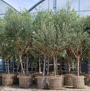 Olivenbaum - Olea europaea gnstig kaufen