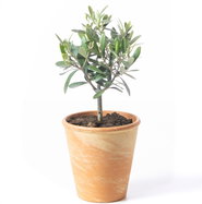 Olivenbaum - Olea europaea gnstig kaufen