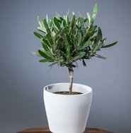 sansevieria is snake plant Snake Plant | Futura Superb main image 1