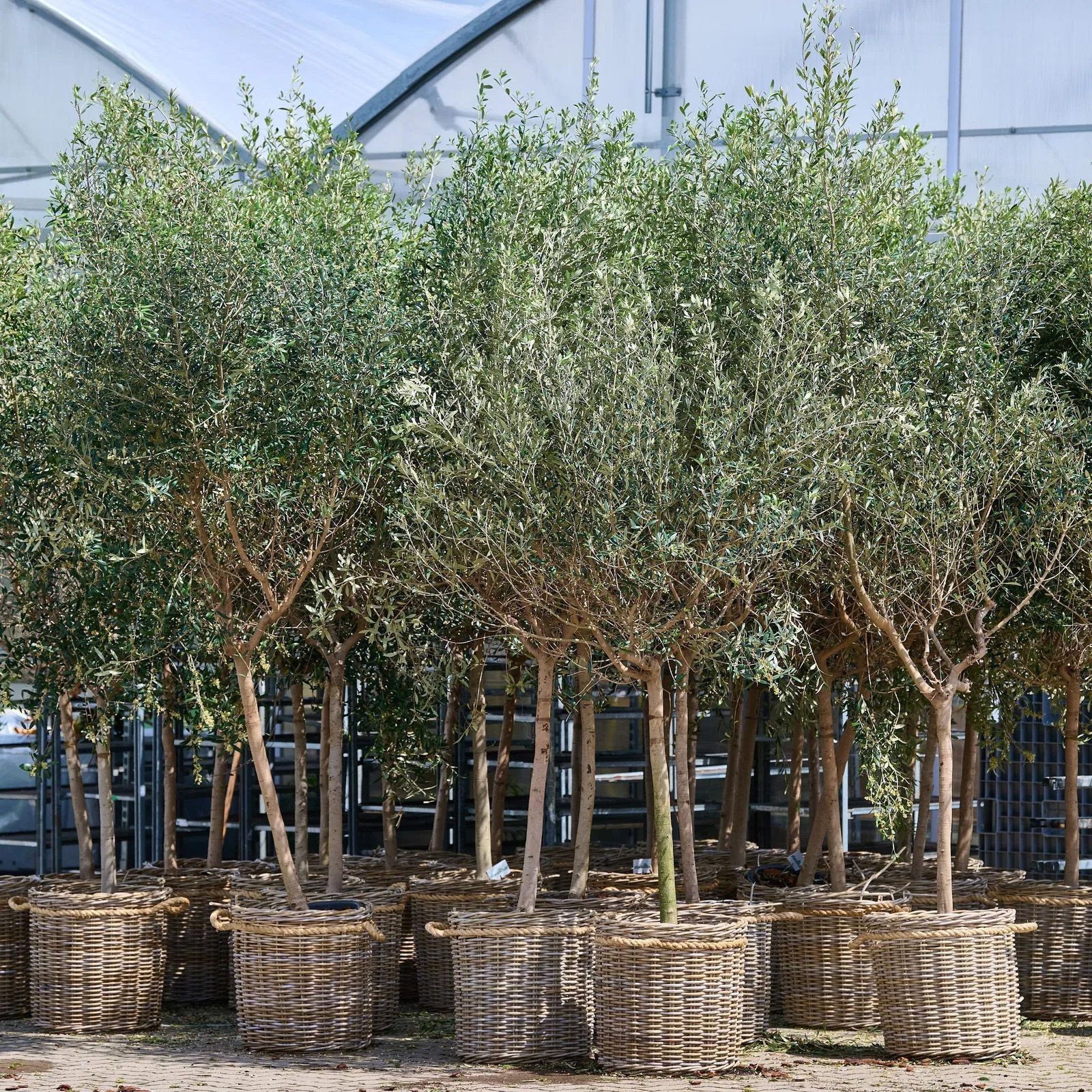 Olivenbaum - Olea europaea gnstig kaufen
