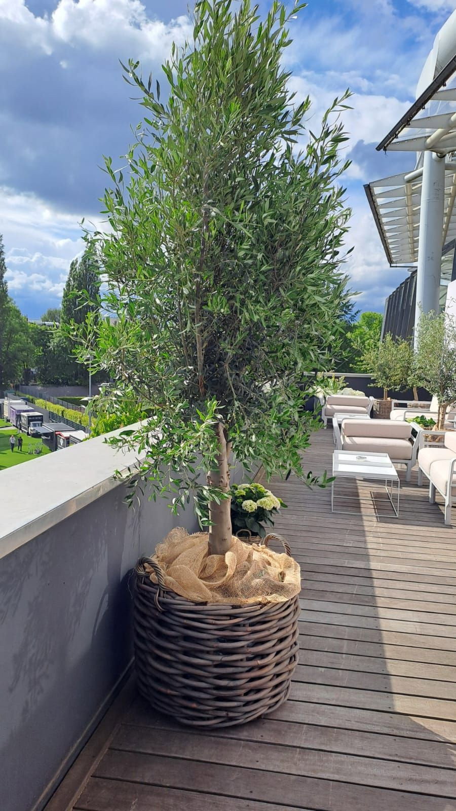 Olivenbaum - Olea europaea gnstig kaufen